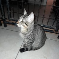 SPIDER chaton mâle, chat à adopter