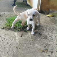 JADE la petite charmeuse, chienne à adopter