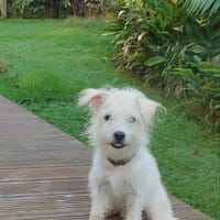 ANIS, chien à adopter