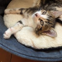 Apollon de Pierrefonds, chat à adopter