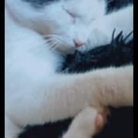 Yogi, chat à adopter