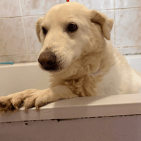 Paloma, female dog to adopt