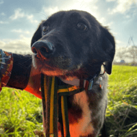 Felice, female dog to adopt