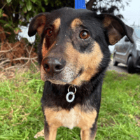 Batman, dog to adopt