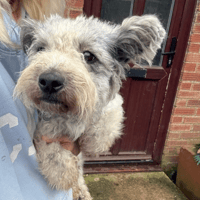 Scruffy, dog to adopt