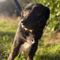 Bonnie, female dog to adopt