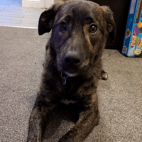 Aurora, female dog to adopt