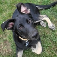 Nika, suczka do adopcji