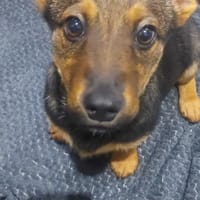 Frodo, pies do adopcji