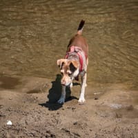 Tytus, pies do adopcji