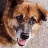 Moris, pies do adopcji