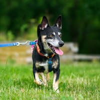 Fafik, pies do adopcji