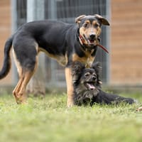 Hana, suczka do adopcji