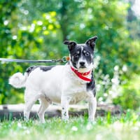 Bilbo, pies do adopcji