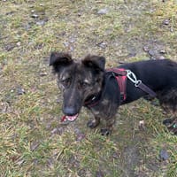 Kora, suczka do adopcji