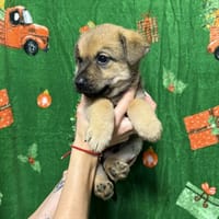 Imbir, pies do adopcji