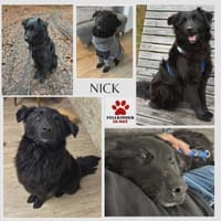 Nick / Niko Rüde Mischling Junghund, Hund zur Adoption