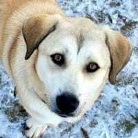 Wundervolle ZEYNA, Hündin zur Adoption