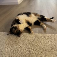 Verschmuste FLORA & KICZA suchen zuhause, Katze zur Adoption