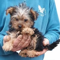 SAVANNAH - Zwerg sucht ein zuhause, Hündin zur Adoption