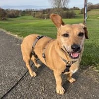 Ginger - auf Pflegestelle in Reichshof, Hündin zur Adoption