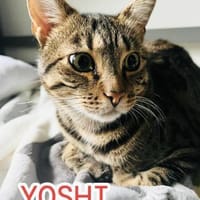 Katerschönheit Yoshi sucht neues Glück, Kater zur Adoption