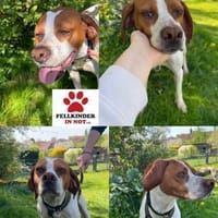 Lotta aktive Pointer Mischling Hündin, Hündin zur Adoption