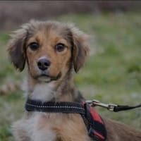 Entzückende Rozy sucht liebevolles zu Ha, Hündin zur Adoption