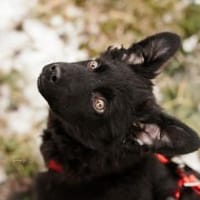 Buddy 4 mon., Hund zur Adoption