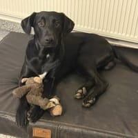 Jules Mischling Rüde Junghund sucht Heim, Hund zur Adoption