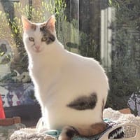 Liebe Fleki (FIV) sucht ein Zuhause, Katze zur Adoption