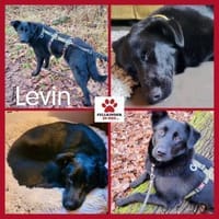 junger Levin wartet in Frankfurt ....., Hund zur Adoption