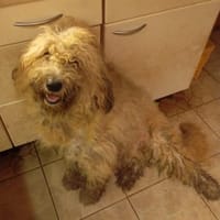 Eduard - Rüde, Hund zur Adoption