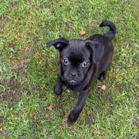 Süße Cookie sucht Kuschelflat, Hündin zur Adoption