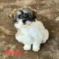 MALOU & WILMA, Hündin zur Adoption