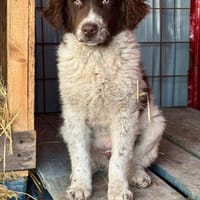 TEDDY & CLIN, Hund zur Adoption