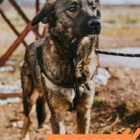 Daliya - Familienhund in Ausbildung, Hündin zur Adoption