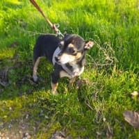 Betty ein kleines Mädchen, Hündin zur Adoption