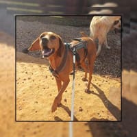 Katzenverträgliche Vizsla Mix Hündin :-), Hündin zur Adoption