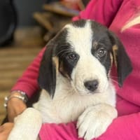 Luzy freundliche Hündin sucht Zuhause❤, Hündin zur Adoption