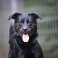 Kaya sucht ihre Familie, Hündin zur Adoption