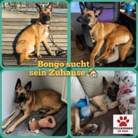 Bongo Malinois Mischling Rüde jung aktiv, Hund zur Adoption