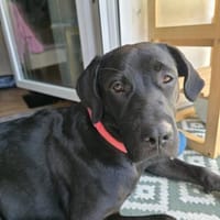 Velvet, Hündin zur Adoption