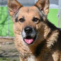 Leevi - süsser Senior sucht, Hund zur Adoption