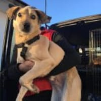 Laurin blind und so lebensfroh, Hund zur Adoption