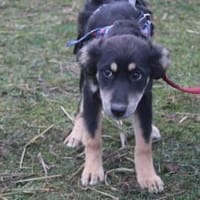 Priya - zuckersüßes, zartes Hundemädchen, Hündin zur Adoption