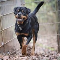 Ciro sucht ein beständiges Zuhause, Hund zur Adoption