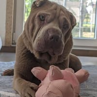 Daphne sucht ihr Traumschloss, Hündin zur Adoption