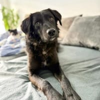 Tito  sensibler Kuschelfreund, Hund zur Adoption