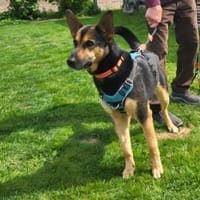 aktive Schäfermix-Hündin Zeena, Hündin zur Adoption